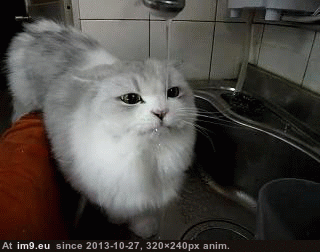 Angry kitty! - GIF - Imgur