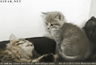 Funny cats - GIFs - Imgur