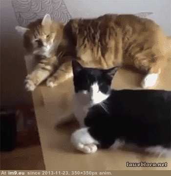 GIF #Funny #Life #Idea #Edge #Wise #Not #Live, 2228507B â€“ My r/FUNNY favs