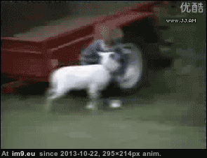 All time favorite gif : r/funny
