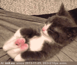 [Aww] Adorable little feets (in My r/AWW favs)