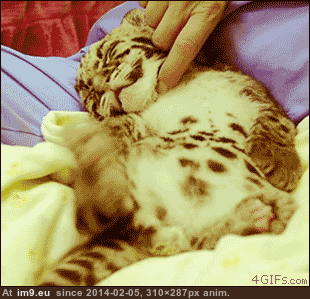 [Aww] Baby leopards are so adorable.. (in My r/AWW favs)
