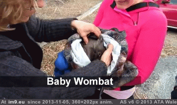 [Aww] Baby Wombat in a bag (in My r/AWW favs)