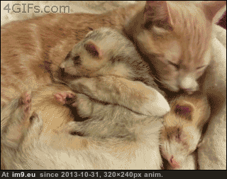 [Aww] Cat and ferret. (in My r/AWW favs)