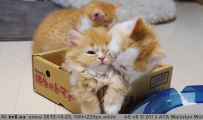 [Aww] Cat hugs her new kitten [gif] (in My r/AWW favs)