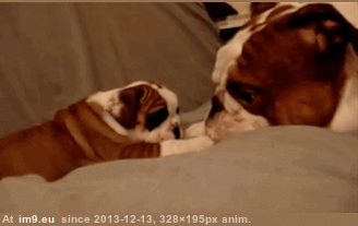 [Aww] English bulldog puppy exchanging nose kisses with her dad (in My r/AWW favs)