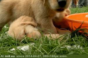 [Aww] Golden retriever puppy sleeps on a pile of ice cubes while his siblings play around him (in My r/AWW favs)