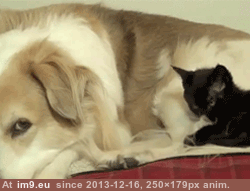[Aww] Here is a gif to make your day; A cat trying to clean a long-haired dog. (in My r/AWW favs)