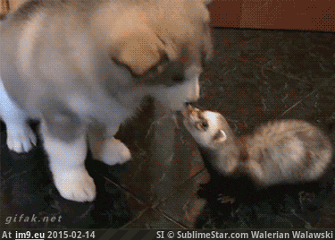 [Aww] Husky pup stealing from a ferret (in My r/AWW favs)