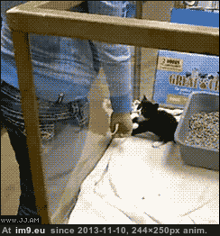 [Aww] Kitten adopting his human! (in My r/AWW favs)