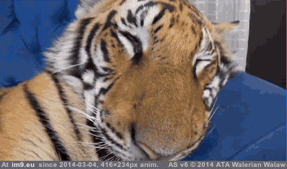 [Aww] Maybe a bit hardcore, but -r-aww nonetheless. Tiger wakes up from a dream. (in My r/AWW favs)