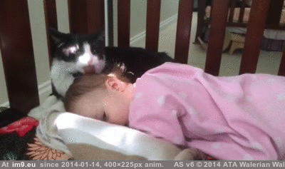 [Aww] My toddler likes to snuggle my cats. Sometimes she gets groomed too. (shameless cake day post) (in My r/AWW favs)