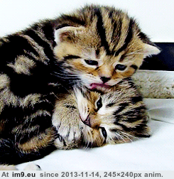 [Aww] One very small cat, licking another very small cat. 2 (in My r/AWW favs)