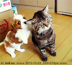 [Aww] Puppy noms on cats ear. (in My r/AWW favs)