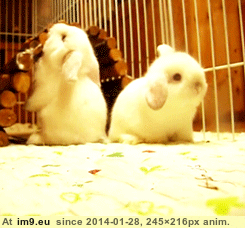 [Aww] Rabbits are not very good at trust exercises (in My r/AWW favs)