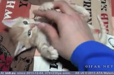 [Aww] Scratching a little kitty (in My r/AWW favs)
