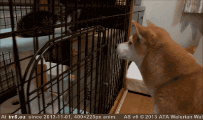 [Aww] Shiba Inu makes a request (in My r/AWW favs)