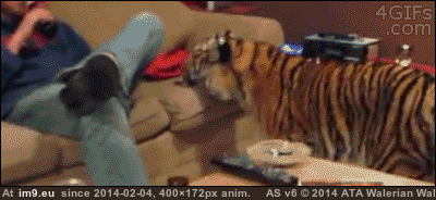 [Aww] Sofa tiger (in My r/AWW favs)