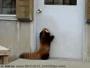 [Aww] The red panda is completely adorable 5 (in My r/AWW favs)