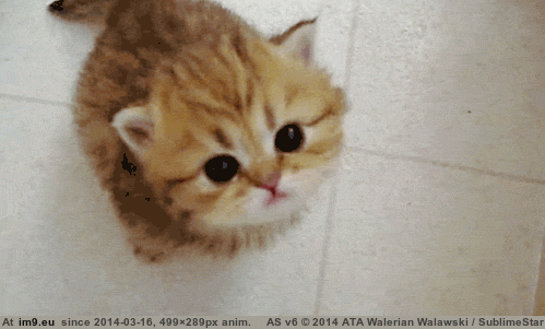 [Aww] Tiny meow is tiny(gif) (in My r/AWW favs)