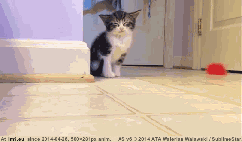 [Aww] What happened?? (in My r/AWW favs)