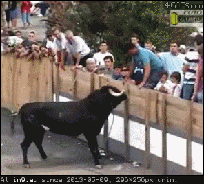 bull (in Rehost)
