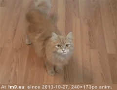 [Cats] I tried to upload all my cat gifs to imgur, but it crashed 12 (in My r/CATS favs)