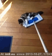 [Cats] I tried to upload all my cat gifs to imgur, but it crashed 19 (in My r/CATS favs)