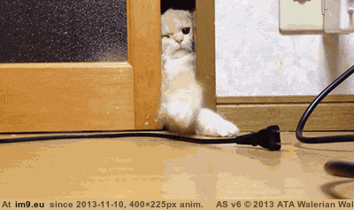 [Cats] When in doubt, lick the door (in My r/CATS favs)