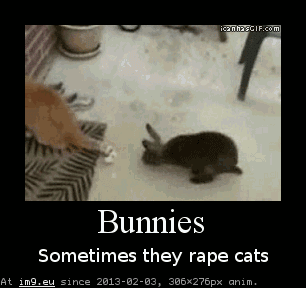 Funny - bunny and cat (in Mojsze obrazki)