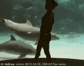[Funny] Entertaining the Dolphins! (in My r/FUNNY favs)