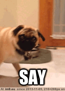 [Funny] Good way to start your week. ( -r-pugs) 1 (in My r/FUNNY favs)