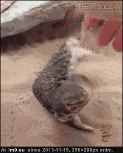 [Funny] I didn't know lizards are dogs (in My r/FUNNY favs)