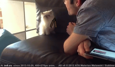 [Funny] Kung-fu cat returns! (in My r/FUNNY favs)