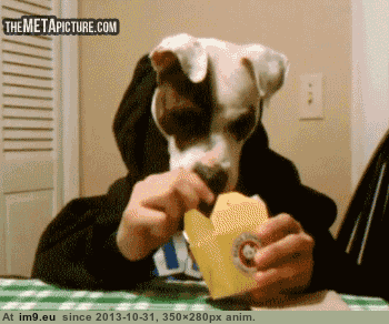 [Funny] My favorite dog gifs 1 (in My r/FUNNY favs)