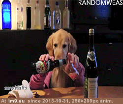 [Funny] My favorite dog gifs 4 (in My r/FUNNY favs)