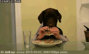 [Funny] My favorite dog gifs 8 (in My r/FUNNY favs)
