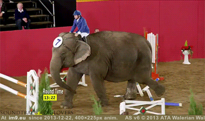 [Funny] The nimble no-fucks-given elephant rounds the last hurdle. (in My r/FUNNY favs)