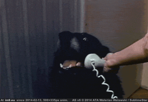 Hello. Yes, This Is Dog (GIF meme, animated) (in Rehost)