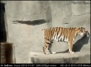 [Mildlyinteresting] The tiger in this gif doesn't have a tail. (in My r/MILDLYINTERESTING favs)