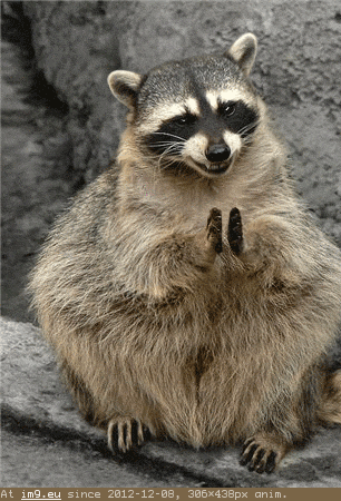 Raccoon claps bravo (funny) (in Rehost)