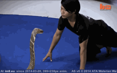 [Wtf] Face to face with King Cobra (in My r/WTF favs)