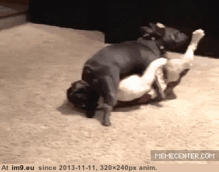 [Wtf] My dogs love eachother. No, seriously, they really do... (in My r/WTF favs)