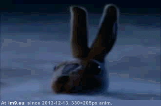 [Wtf] Rabbit (in My r/WTF favs)